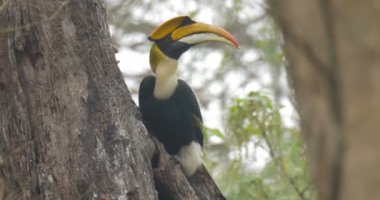 Büyük kartallar üzerinde ağaç, ranthambore Milli Parkı, Hindistan