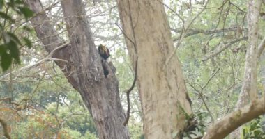 Büyük kartallar üzerinde ağaç, ranthambore Milli Parkı, Hindistan