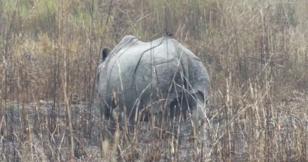 Άγρια Ασιατική Rhino Στο Εθνικό Πάρκο Ρενθάμπορι Ινδία — Αρχείο Βίντεο