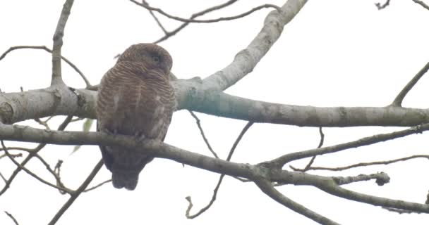 Barred Owlet Drzewo Park Narodowy Ranthambore Indie — Wideo stockowe