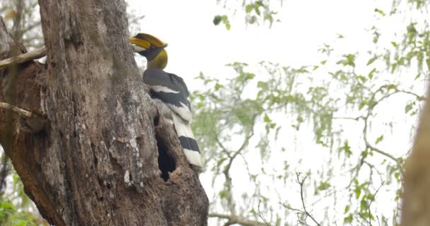 Większa Hornbill Siedzi Drzewie Park Narodowy Ranthambore Indie — Wideo stockowe