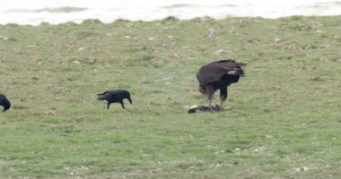 Karga ve Pallas deniz ranthambore ulusal park, Hindistan besleme kartal