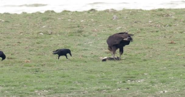 Crow Pallas Sea Eagle Feeding Ranthambore National Park Índia — Vídeo de Stock
