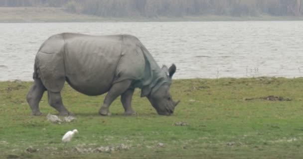 Selvagem Asiática Rhino Ranthambore Parque Nacional Índia — Vídeo de Stock