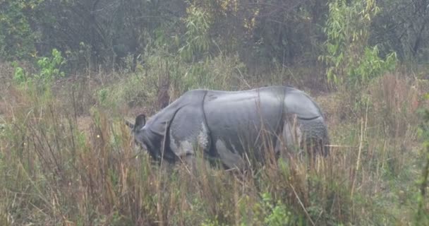 Wild Aziatische Rhino Ranthambore National Park India — Stockvideo