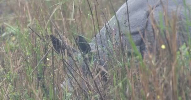 Rhino Asiatique Sauvage Dans Parc National Ranthambore Inde — Video