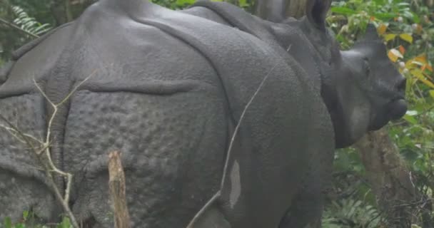 Άγρια Ασιατική Rhino Στο Εθνικό Πάρκο Ρενθάμπορι Ινδία — Αρχείο Βίντεο