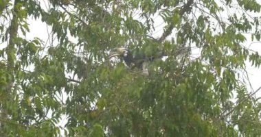 Oriental Pied kartallar üzerinde ağaç, ranthambore Milli Parkı, Hindistan