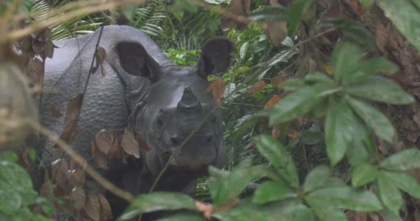 Selvagem Asiática Rhino Ranthambore Parque Nacional Índia — Vídeo de Stock