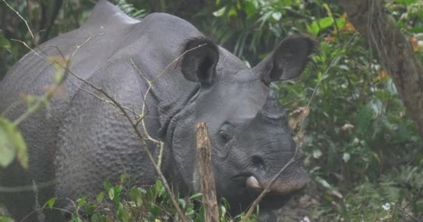 Wild Asian Rhino Ranthambore National Park India — Stock Video