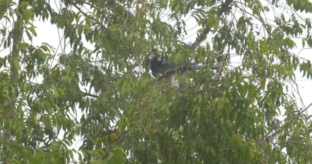 ツリー ランタン ボール国立公園 インドの上に座ってオリエンタル サイチョウ — ストック動画