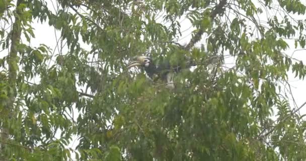 Oriental Pied Hornbill Sentado Árbol Ranthambore Parque Nacional India — Vídeos de Stock