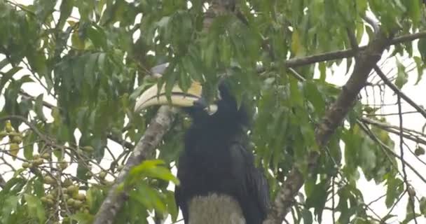 Oriental Pied Hornbill Zittend Boom Ranthambore National Park India — Stockvideo