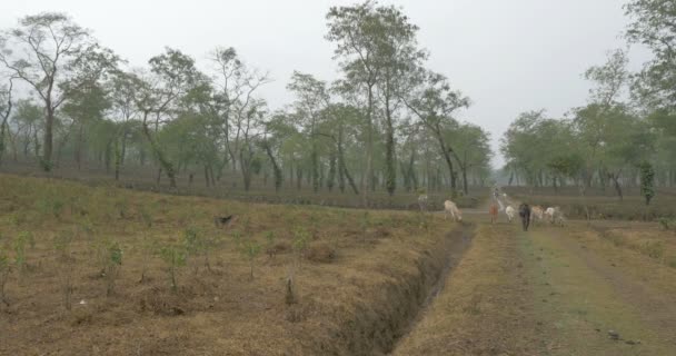 Koe Kudde Thee Plantage Ranthambore National Park India — Stockvideo