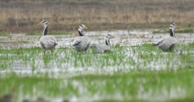 Bar başlı kaz ranthambore Ulusal Park, Hindistan