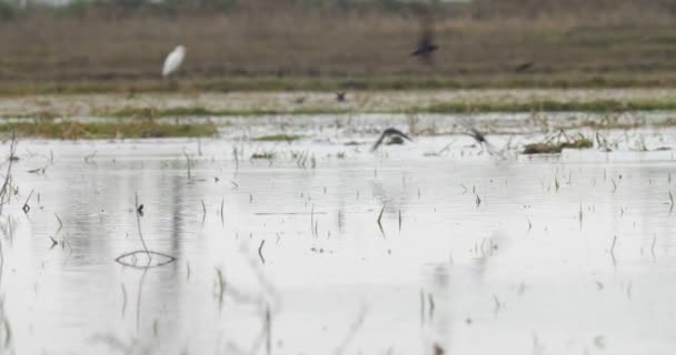 Ahır Yutar Pirinç Paddies Ranthambore Milli Parkı Hindistan Üzerinden — Stok video