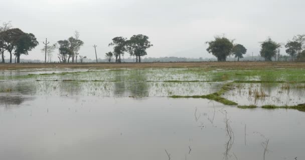 Granero Traga Sobre Arrozales Parque Nacional Ranthambore India — Vídeo de stock