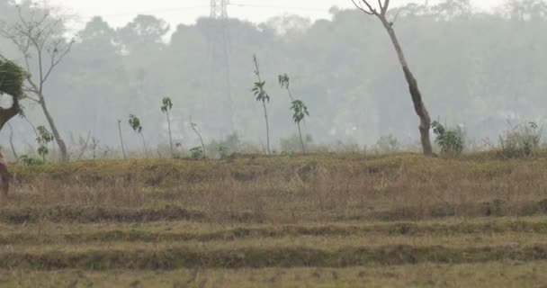 Фермер Rice Paddy Национальный Парк Рантамбор Индия — стоковое видео
