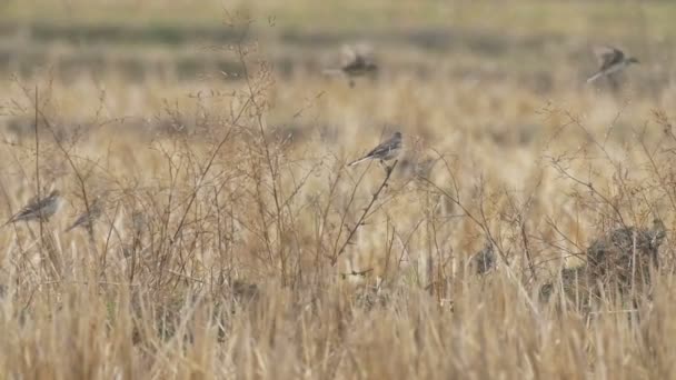 Cetrin Wagtails 休息在稻田 Ranthambore 国家公园 — 图库视频影像