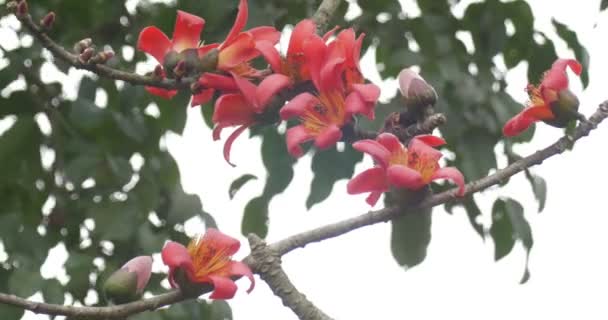 Κλείστε Την Προβολή Της Άνθισης Κόκκινο Βαμβάκι Δέντρο Λουλούδια — Αρχείο Βίντεο