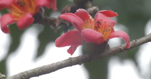 Fechar Vista Flores Árvore Algodão Vermelho Florescendo — Vídeo de Stock