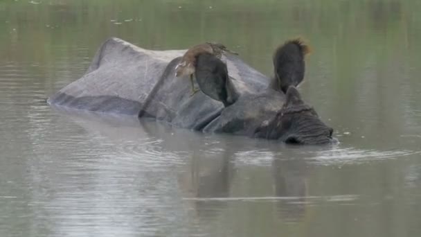 Rinoceronte Asiático Descansando Água Parque Nacional Ranthambore Índia — Vídeo de Stock