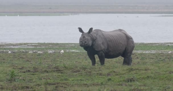Wild Aziatische Rhino Ranthambore National Park India — Stockvideo