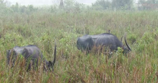 Дикі Buffalos Води Рантамбор Індія — стокове відео