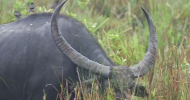 Wild Water Buffalo Feeding Ranthambore National Park India — Stock Video