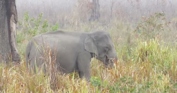 Εξημερωμένα Ασιατικός Ελέφαντας Στο Εθνικό Πάρκο Ρενθάμπορι Ινδία — Αρχείο Βίντεο