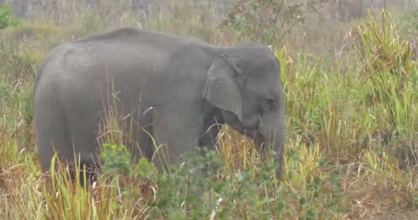 Domesticerade Asiatisk Elefant Ranthambore Nationalpark Indien — Stockvideo
