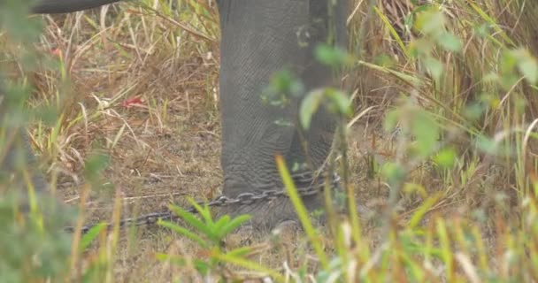 Elefante Asiatico Domestico Nel Parco Nazionale Ranthambore India — Video Stock