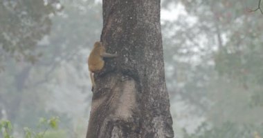 Ormandaki ağaçlar üzerinde tırmanma Assam makak