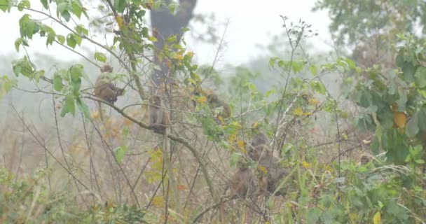 Macacos Assam Trepando Los Árboles Bosque — Vídeo de stock