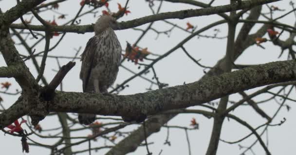 Ranthambore 国家公园树枝上的凤头蛇鹰 — 图库视频影像