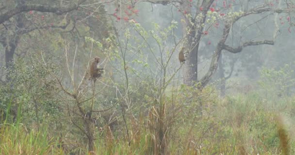 在森林中爬树的阿萨姆邦猕猴 — 图库视频影像