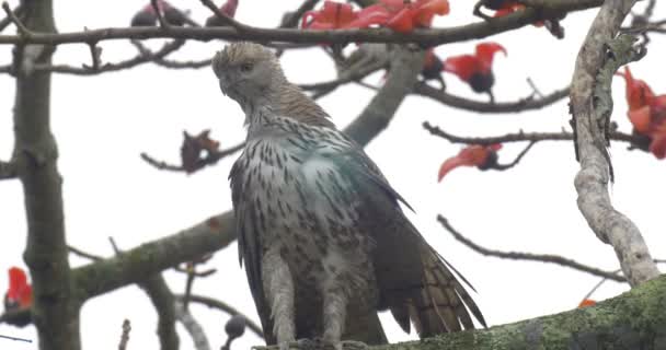 Águila Serpiente Crestada Sentada Rama Árbol Parque Nacional Ranthambore India — Vídeos de Stock