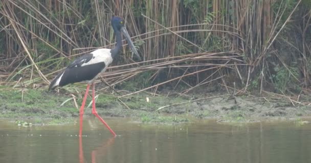 Svart Necked Stork Stående Vatten Ranthambore Nationalpark Indien — Stockvideo