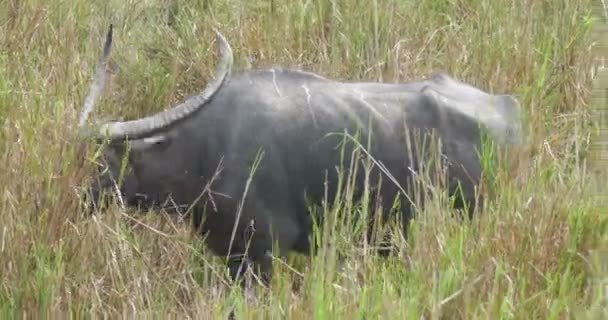 Acqua Selvatica Buffalo Alimentazione Ranthambore Parco Nazionale India — Video Stock