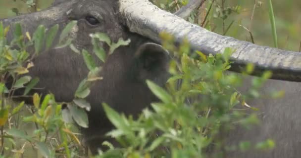 Vild Vattenbuffel Utfodring Ranthambore Nationalpark Indien — Stockvideo