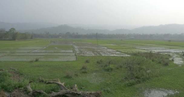 Живописный Вид Рисового Поля Ассам Индия — стоковое видео