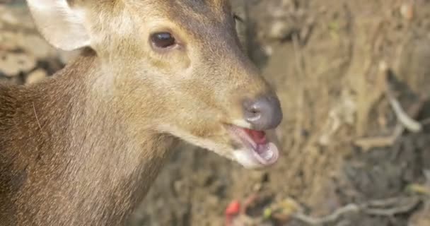 Veado Porco Alimentando Parque Nacional Ranthambore Índia — Vídeo de Stock