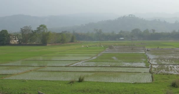 Schilderachtig Uitzicht Rijstveld Assam India — Stockvideo