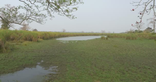 Vista Panorâmica Parque Nacional Kaziranga Índia — Vídeo de Stock