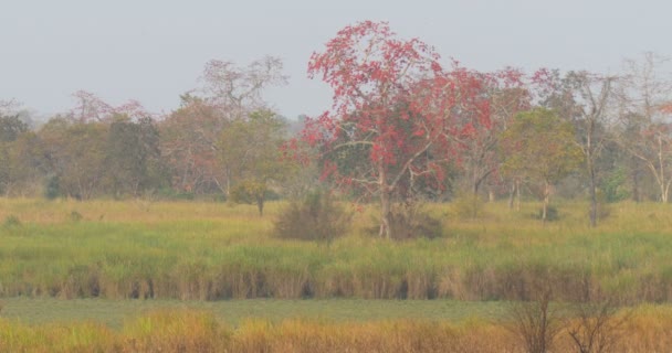 Doğal Görünümünü Kaziranga Milli Parkı Hindistan — Stok video