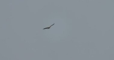 Pallas deniz gökyüzü, Hindistan uçan kartal