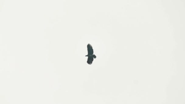 Pallas Seeadler Fliegt Himmel Indien — Stockvideo