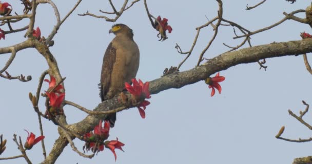Crested Serpent Eagle Sitting Tree Branch Ranthambore National Park Índia — Vídeo de Stock
