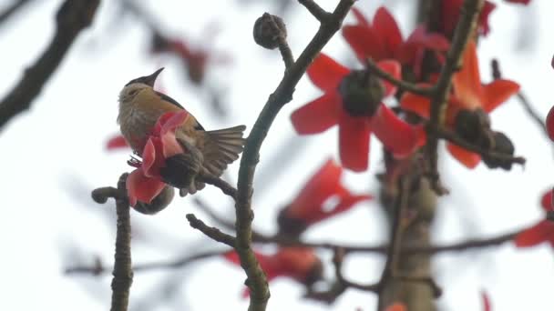 Spot Bevingade Starling Utfodring Bomull Trädet Blomma — Stockvideo