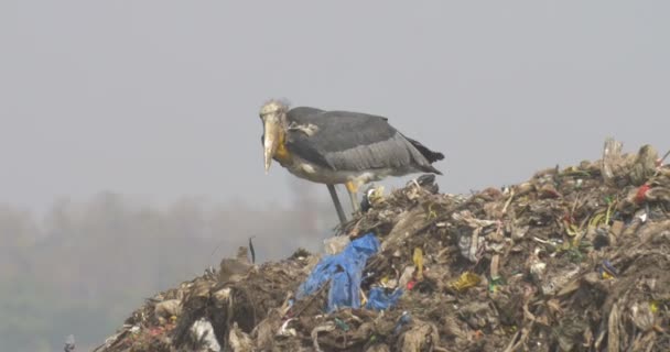 Mayor Ayudante Pie Vertedero Basura India — Vídeo de stock